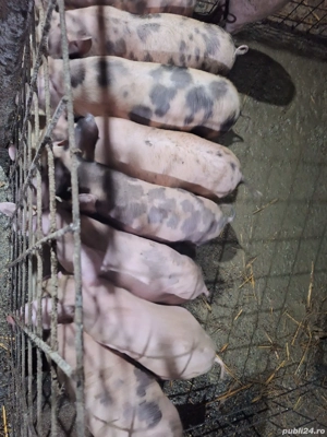 purcei de 10 săptămâni  - imagine 5