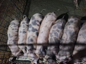 purcei de 10 săptămâni  - imagine 3