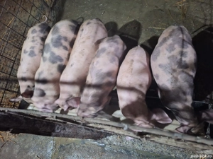 purcei de 10 săptămâni  - imagine 2