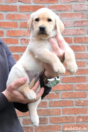 Labrador Retriever 