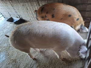 Vând doi porci de rasă  landras  - imagine 3