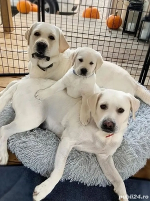 Labrador retriever - imagine 4