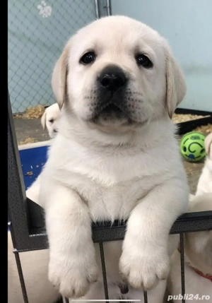 Labrador retriever - imagine 2