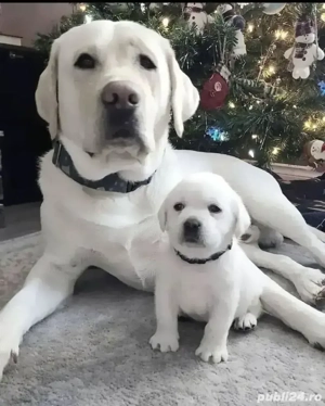 Labrador retriever - imagine 3