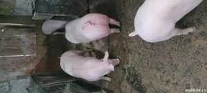 porci de vanzare 80-120 kg ! se pot vinde si jumatati!   - imagine 2