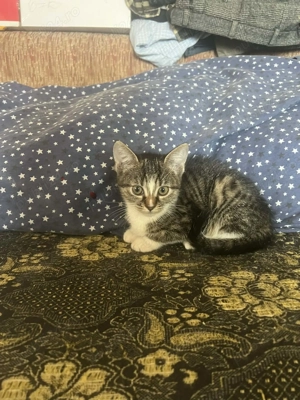 Ofer spre adopție doua pisicuțe  - imagine 3