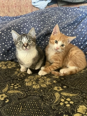 Ofer spre adopție doua pisicuțe  - imagine 2