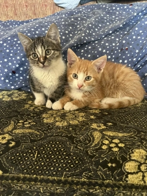 Ofer spre adopție doua pisicuțe  - imagine 4