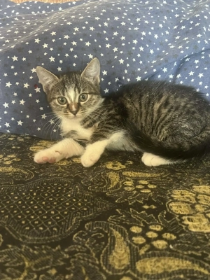 Ofer spre adopție doua pisicuțe  - imagine 5