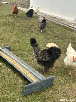 vand cocosi japonezi