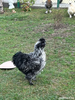 vand cocosi japonezi - imagine 4