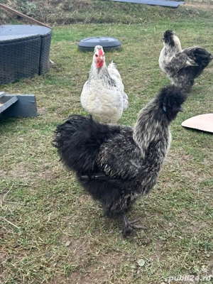 vand cocosi japonezi - imagine 2