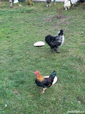 vand cocosi japonezi - imagine 3