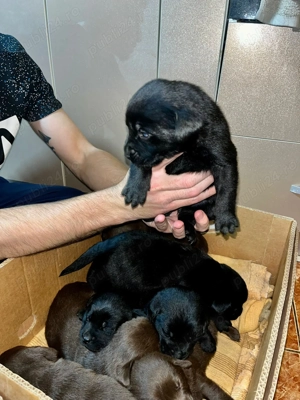 Pui de Labrador Ciocolatii si Negrii 