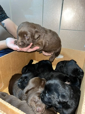 Pui de Labrador Ciocolatii si Negrii  - imagine 3