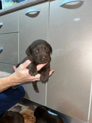 Pui de Labrador Ciocolatii si Negrii  - imagine 2