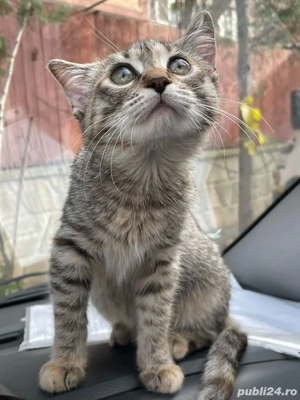 Adoptie pisicuta  - imagine 2