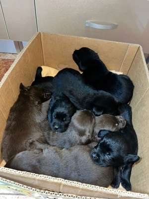 Pui de Labrador Ciocolatii si Negrii  - imagine 5