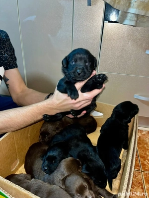 Pui de Labrador Ciocolatii si Negrii  - imagine 4