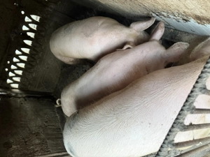 Porci de vânzare, mai multe detalii în privat 150kg-300kg - imagine 2