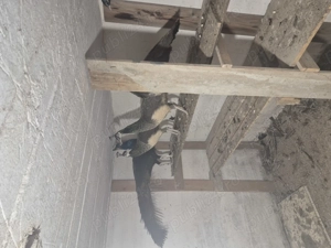 Pauni de vanzare  - imagine 2