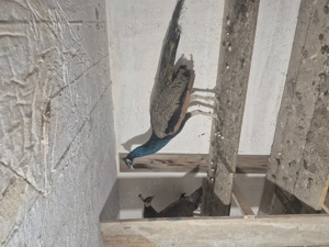 Pauni de vanzare  - imagine 3