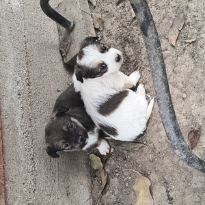 Cățelușe pechinez  - imagine 4