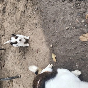 Cățelușe pechinez 