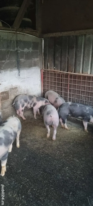 Purcei  de vânzare - imagine 3