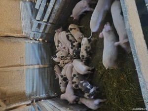 vand purcei de 8 săptămâni 