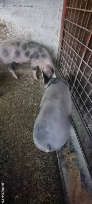 Purcei  de vânzare - imagine 5