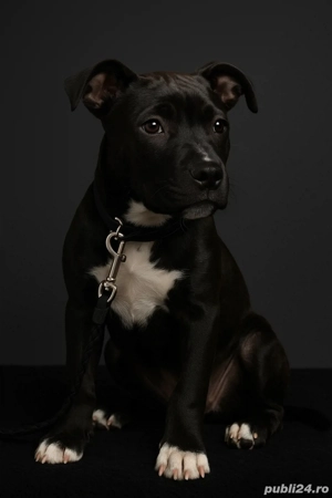 catelusa superba 4,5 luni  - imagine 2