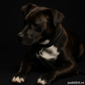 catelusa superba 4,5 luni 