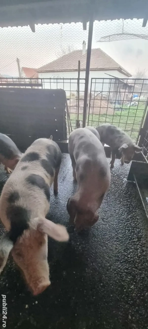 Purcei  de vânzare - imagine 4