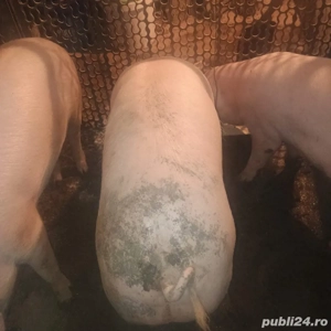 Vand porci intre 70-120 kg  - imagine 2