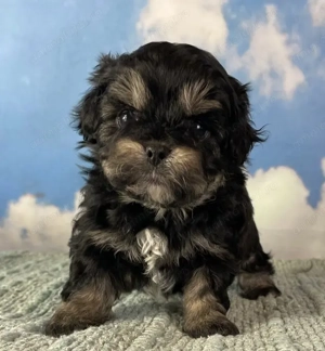 Shih-tzu Shitzu mascul