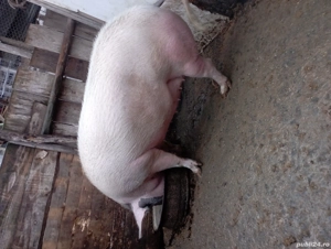 Porci disponibili - imagine 3