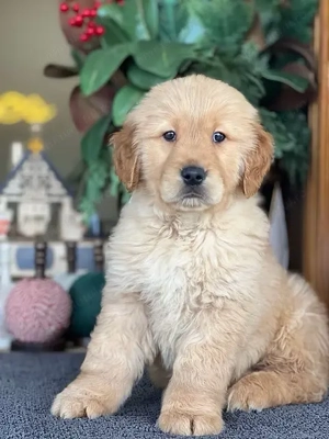 Golden retriever mascul și femela