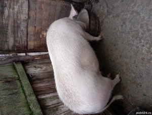 Porci disponibili - imagine 4