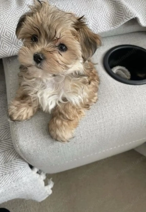 Bichon havanez mascul și femela - imagine 2