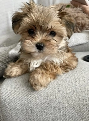 Bichon havanez mascul și femela