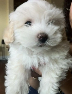 Bichon maltez mascul și femela - imagine 2