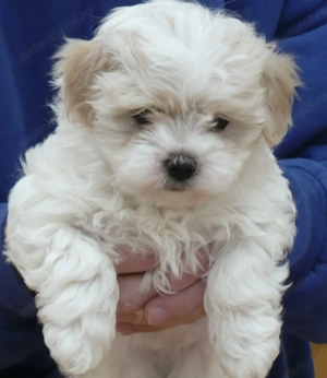 Bichon maltez mascul și femela