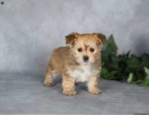 Bichon havanez400 lei