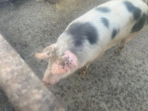 Vând porci de carne  - imagine 3