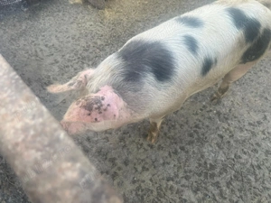 Vând porci de carne  - imagine 2