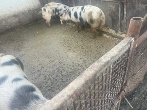 Vând porci de carne 