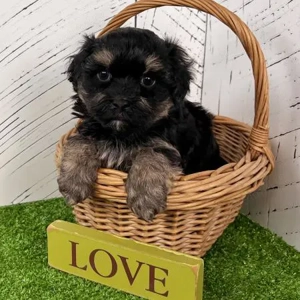 Mascul shih-tzu sitzu - imagine 2