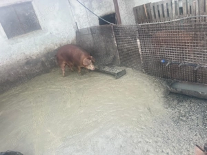 Vând porci de carne  - imagine 4