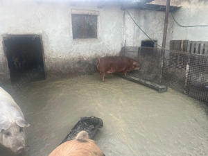 Vând porci de carne  - imagine 5